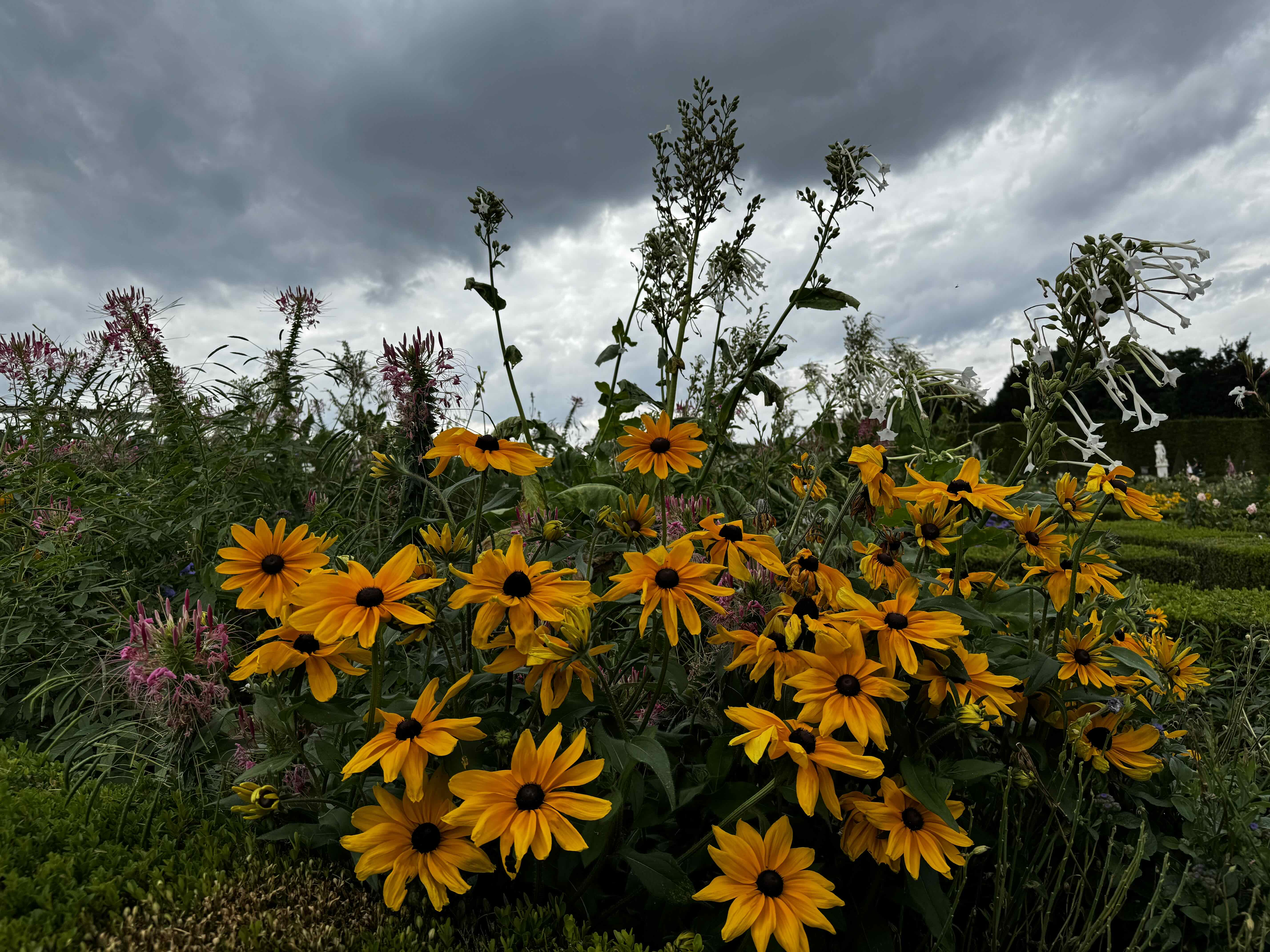 Sunflowers at ⁨Jardins du Château de Versailles⁩_ France